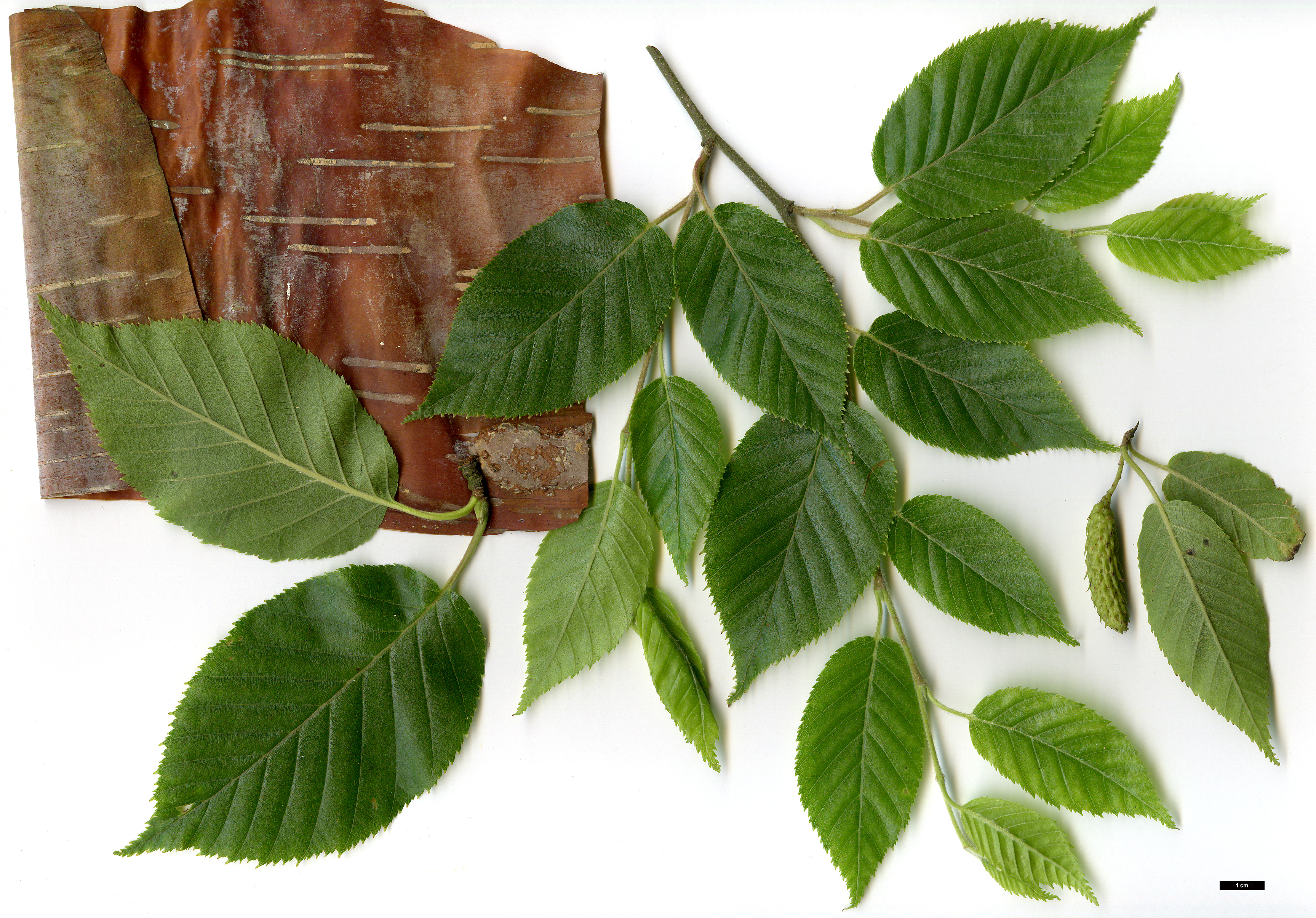 High resolution image: Family: Betulaceae - Genus: Betula - Taxon: utilis - SpeciesSub: 'Jim Russell'
